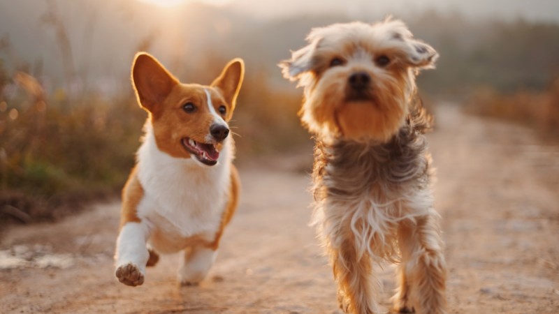 Kedi ve Köpeklerde Pire, Kene ve Parazitlerden Korunma Rehberi