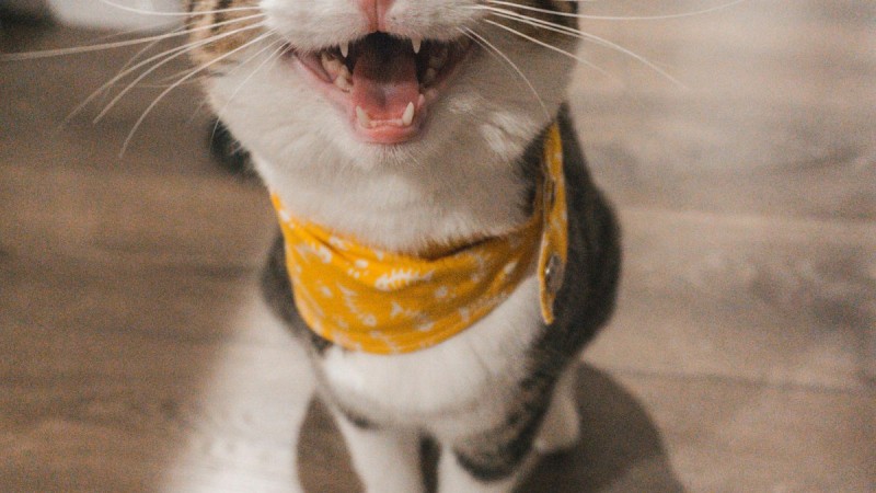 Kedi Tırmalama Tahtası ve Ağacı Neden Önemlidir? Seçim ve Alıştırma Rehberi