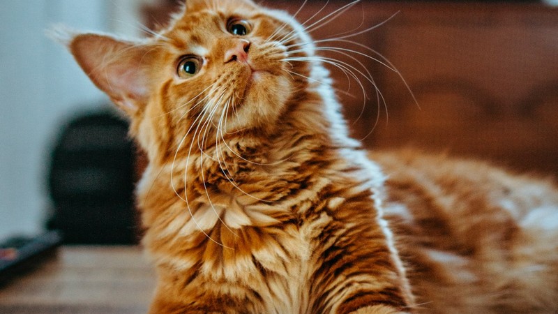 Kedilerde Tüy Yumağı (Hairball): Nedenleri ve Önlemler