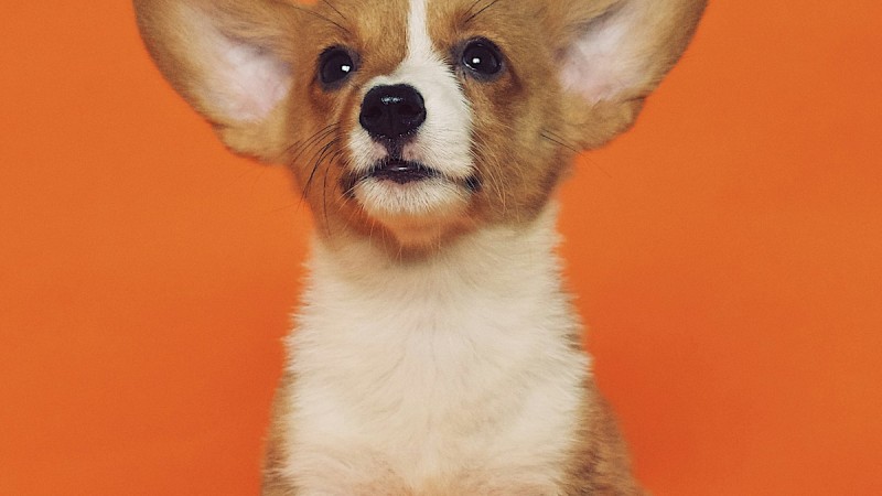 Köpek Göğüs Tasması mı Boyun Tasması mı? Hangisi Daha Sağlıklı?