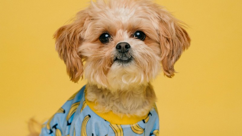 Köpek Yağmurluğu ve Kıyafeti Gerekli mi? Beden Ölçüsü Nasıl Alınır?