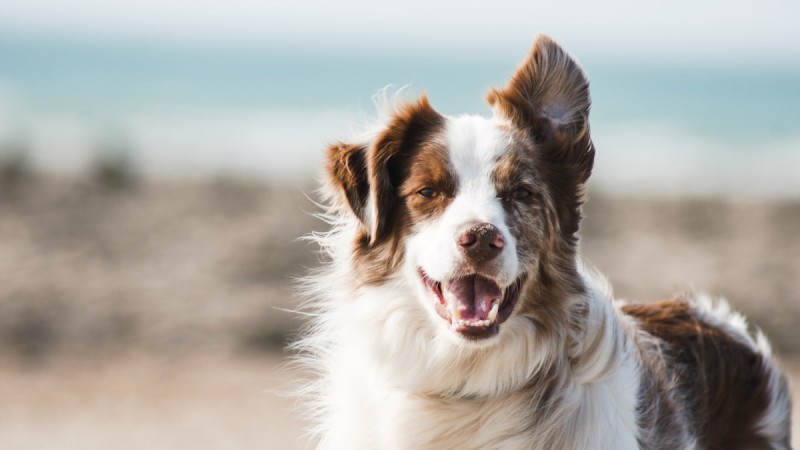 Köpeklerde Diş ve Ağız Bakımı: Diş Taşı Temizliği ve Çiğneme Kemikleri
